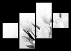 Obraz   White tulips on white background bw, 120 x 90 cm