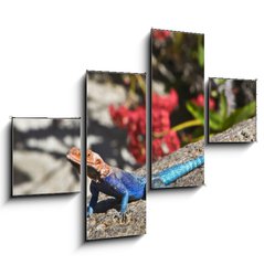 Obraz 4D tydln - 120 x 90 cm F_IB20070115 - Red-headed Rock Agama on rock - erven