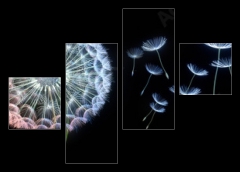 Obraz 4D tydln - 120 x 90 cm F_IB200959544 - Pusteblumen vor schwarzem Hintergrund extremes Querformat