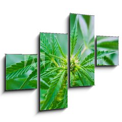 Obraz 4D tydln - 120 x 90 cm F_IB20463346 - Cannabis - Konop