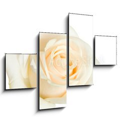 Obraz tydln 4D - 120 x 90 cm F_IB2079431 - white rose isolated