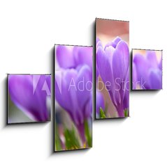 Obraz tydln 4D - 120 x 90 cm F_IB21779067 - Violet Crocuses in the garden