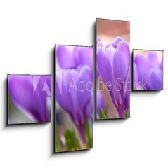 Obraz tydln 4D - 120 x 90 cm F_IB21779067 - Violet Crocuses in the garden