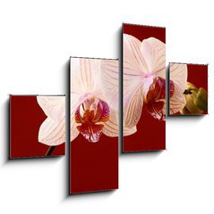 Obraz 4D tydln - 120 x 90 cm F_IB21806179 - orchid on red background