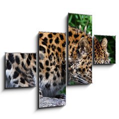 Obraz tydln 4D - 120 x 90 cm F_IB22387623 - Amur Leopard eating meat