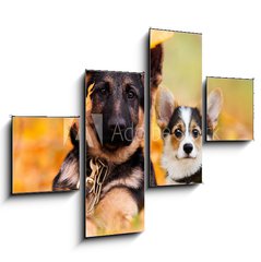 Obraz 4D tydln - 120 x 90 cm F_IB230586450 - puppy german shepherd and welsh corgi in autumn leaves
