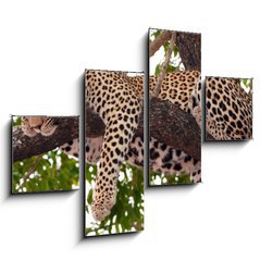 Obraz   Leopard sleeping on the tree, 120 x 90 cm