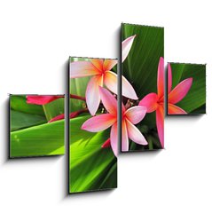 Obraz tydln 4D - 120 x 90 cm F_IB23491751 - Plumeria flowers