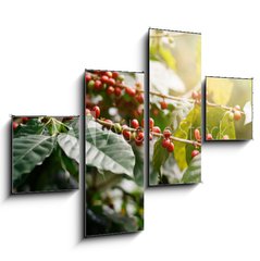 Obraz 4D tydln - 120 x 90 cm F_IB235909488 - Fresh coffee beans on bunch trees.