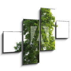 Obraz   Tree isolated, 120 x 90 cm