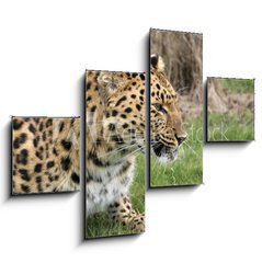 Obraz tydln 4D - 120 x 90 cm F_IB2526283 - leopard