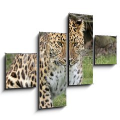 Obraz tydln 4D - 120 x 90 cm F_IB2526308 - focused leopard - zamen leopard