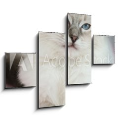 Obraz   4 month old ragdoll kitten in colour, 120 x 90 cm