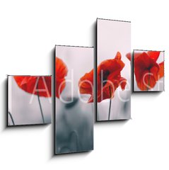 Obraz 4D tydln - 120 x 90 cm F_IB258336158 - Red poppy flowers isolated on gray background.