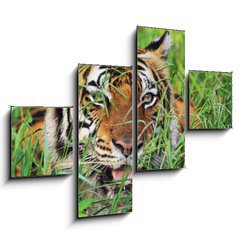 Obraz tydln 4D - 120 x 90 cm F_IB25950312 - Bengal Tiger - Benglsk tygr