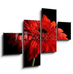 Obraz   Red daisy gerbera on black background, 120 x 90 cm