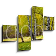 Obraz 4D tydln - 120 x 90 cm F_IB267520361 - Birch grove on a sunny day.
