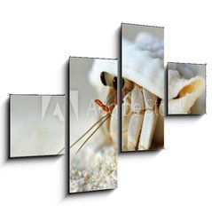 Obraz tydln 4D - 120 x 90 cm F_IB28346672 - Malediven - Land-Einsiedlerkrebs - Maledivy