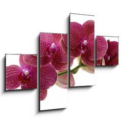 Obraz 4D čtyřdílný - 120 x 90 cm F_IB28681970 - Macro of a beautiful pink orchid