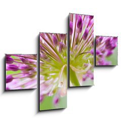 Obraz 4D tydln - 120 x 90 cm F_IB30429573 - allium