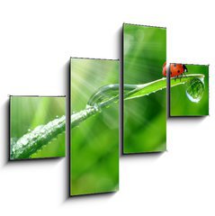 Obraz 4D tydln - 120 x 90 cm F_IB30860001 - fresh morning dew and ladybird