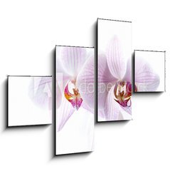 Obraz 4D tydln - 120 x 90 cm F_IB30876639 - pink spotted  orchids isolated on white background