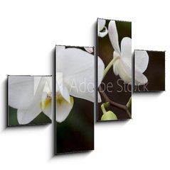 Obraz tydln 4D - 120 x 90 cm F_IB3245135 - phalaenopsis