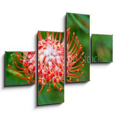 Obraz tydln 4D - 120 x 90 cm F_IB33831777 - PIncushion protea pink and orange