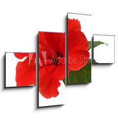 Obraz   a red hibiscus flower isolated on white background, 120 x 90 cm