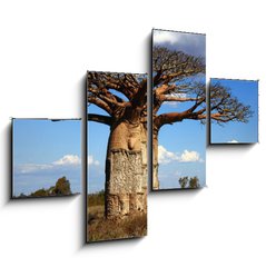 Obraz 4D tydln - 120 x 90 cm F_IB35346774 - big baobab tree of Madagascar - velk baobab strom Madagaskaru