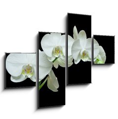 Obraz 4D tydln - 120 x 90 cm F_IB36934594 - White orchid on black background