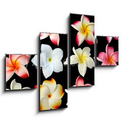 Obraz   fleurs frangipanier fond noir, 120 x 90 cm