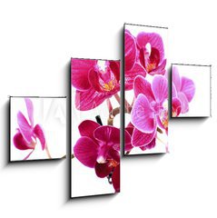 Obraz 4D tydln - 120 x 90 cm F_IB37945049 - Mini Orchide sur fond blanc