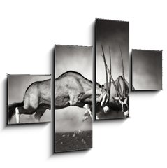 Obraz   Gemsbok fight, 120 x 90 cm