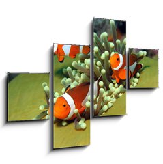 Obraz 4D tydln - 120 x 90 cm F_IB40862196 - Three Western Clown Anemonefish in Anemone, Bunaken, Indonesia - Ti zpadn klaun Anemonefish v Anemone, Bunaken, Indonsie