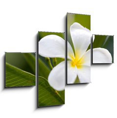 Obraz 4D tydln - 120 x 90 cm F_IB42353614 - tropical flowers frangipani (plumeria)