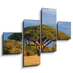 Obraz tydln 4D - 120 x 90 cm F_IB4280552 - African Acacia tree, Hwange National Park, Zimbabwe - Africk strom akcie, nrodn park Hwange, Zimbabwe