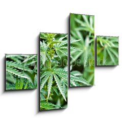 Obraz 4D tydln - 120 x 90 cm F_IB44012668 - marijuana