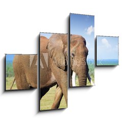 Obraz   Elephant with large tusks, 120 x 90 cm