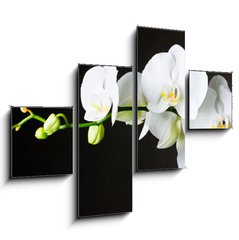 Obraz 4D tydln - 120 x 90 cm F_IB44550802 - Close-up of white orchids (phalaenopsis) against dark background