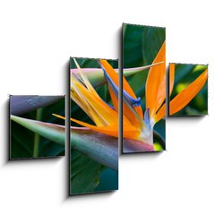 Obraz tydln 4D - 120 x 90 cm F_IB4597308 - Bird of paradise - Rajsk ptk
