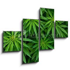 Obraz 4D tydln - 120 x 90 cm F_IB46939324 - Marijuana