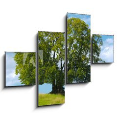 Obraz 4D tydln - 120 x 90 cm F_IB47143581 - Baum Buche Laubbaum