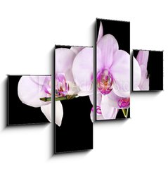 Obraz 4D tydln - 120 x 90 cm F_IB48136683 - light pink orchid flowers branch on black - svtle rov orchidejov kvty vtev na ernm