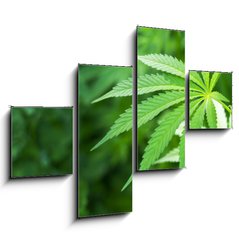 Obraz 4D tydln - 120 x 90 cm F_IB48156966 - Young cannabis plant marijuana plant detail