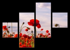 Obraz 4D tydln - 120 x 90 cm F_IB499070572 - Anzac Day memorial poppies. Field of red poppy flowers to honour fallen veterans soldiers in battle of Anzac armistice day. Wildflowers blooming poppy field landscape. Meadow with flowers.