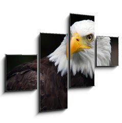 Obraz tydln 4D - 120 x 90 cm F_IB5007416 - American Bald Eagle (Haliaeetus leucocephalus)