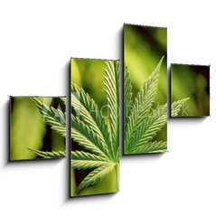 Obraz 4D tydln - 120 x 90 cm F_IB5123920 - marijuana