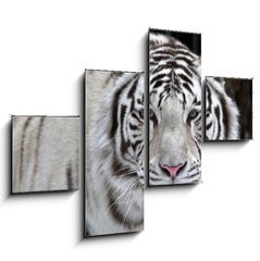 Obraz   Glance of a passing by white bengal tiger, 120 x 90 cm