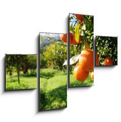 Obraz 4D tydln - 120 x 90 cm F_IB51744816 - Orange tree - Pomeranovnk